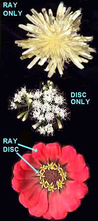 ray flowers and disc flowers in composite blossoms