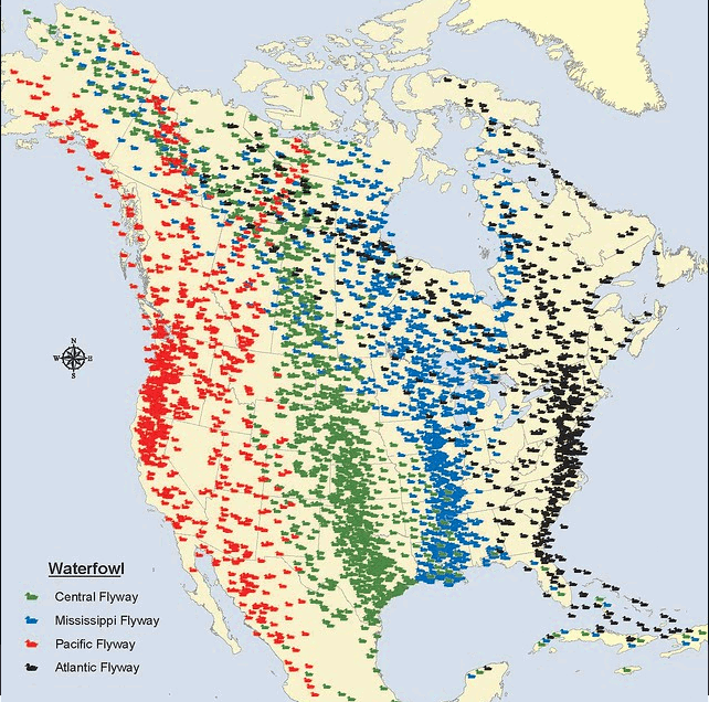 Major flyways of North American migrating birds; map courtesy of US Fish & Wildlife Service