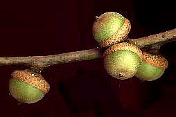 Water Oak, Quercus nigra, acorns
