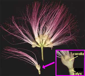 flowers of the Silktree, or Mimosa, Albizia julibrissin