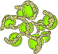 drawing of lichen structure showing fungus hyphae around algal cells