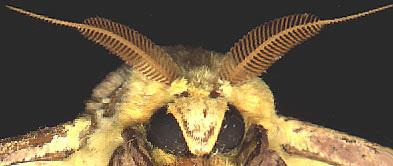 Imperial Moth, EACLES IMPERIALIS, head and antennae