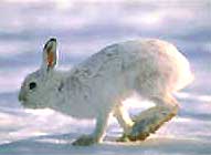 Arctic Hare