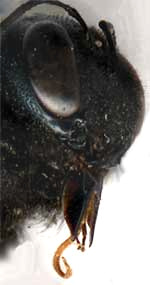 head of Large Carpenter Bee, Xylocopa, showing tongue