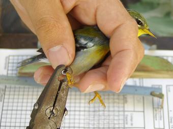 Banding a Northern Parula Warbler; photo courtesy of Antonio Celis-Murillo, USGS Patuxent Wildlife Research Center
