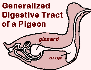 bird digestive tract
