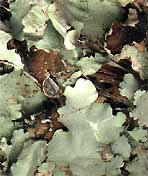 lichens on surface of Blue-gray Gnatcatcher's nest