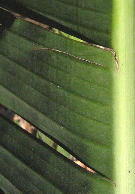 slits in banana leaf