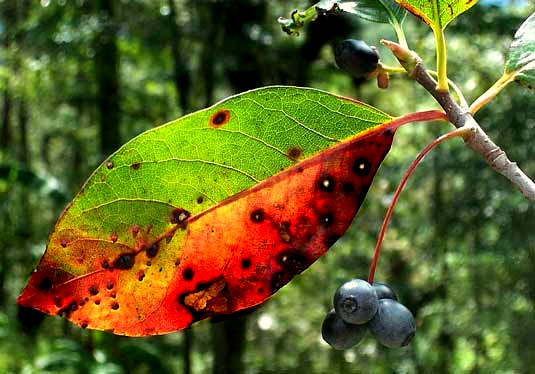 Black Tupelo, also called Blackgum, NYSSA SYLVATICA, color-changing leaf