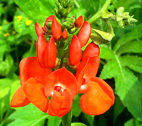 Scarlet Runner Bean flowers, PHASEOLUS COCCINEUS