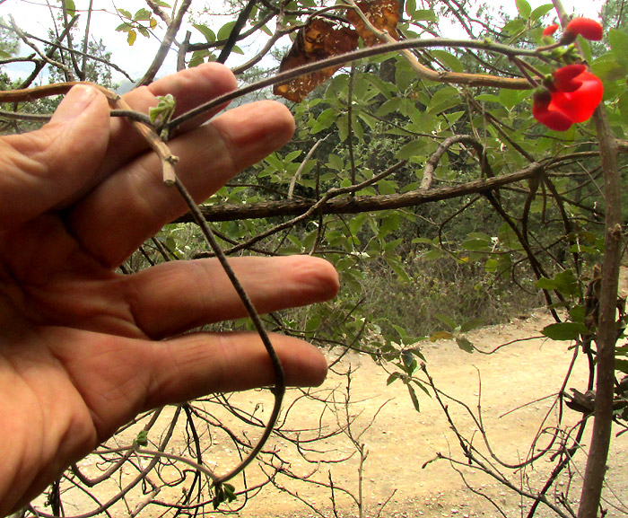 Scarlet Runner Bean, PHASEOLUS COCCINEUS, stem & flowers in natural habitat