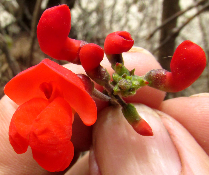 Scarlet Runner Bean, PHASEOLUS COCCINEUS, flowers