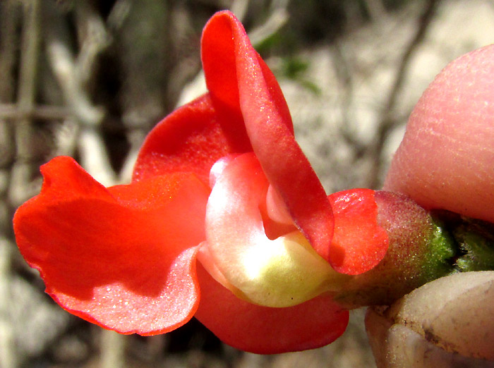 Scarlet Runner Bean, PHASEOLUS COCCINEUS, flower with wing removed revealing coiled keel, side view