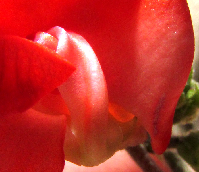 Scarlet Runner Bean, PHASEOLUS COCCINEUS, flower with wing removed revealing coiled keel, front view