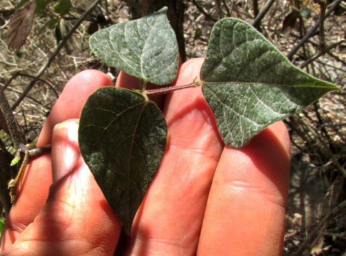 Scarlet Runner Bean, PHASEOLUS COCCINEUS, trifoliate leaf
