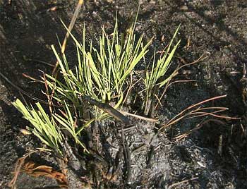regenerating clumpgrass after burning