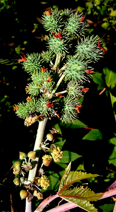 Castor Flower