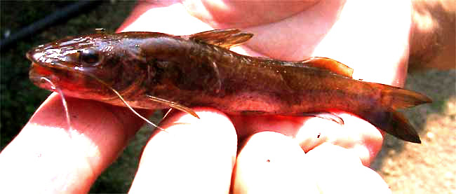 Blue Catfish, ICTALURUS FURCATUS
