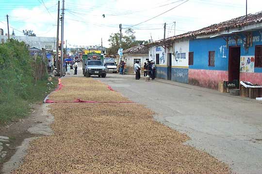 DRYING COFFEE BEANS IN THE STREET