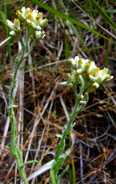 Cudweed, or Gordolobo, PSEUDOGNAPHALIUM CHARTACEUM, plant in habitat