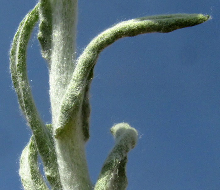 Cudweed, or Gordolobo, PSEUDOGNAPHALIUM CHARTACEUM, stem and leaves close-up