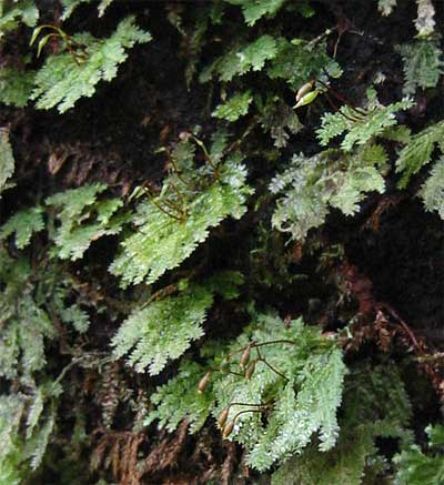 fan-shaped moss, maybe Thuidium delicatulum?