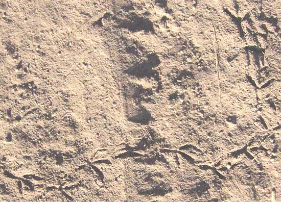 Inca Dove tracks