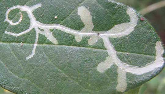 leaf miner from the Yucatan