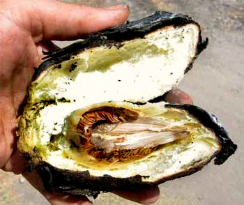 charred edible pod of GONOLOBUS EDULIS