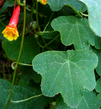 wild nasturtium, Tropaeolum emarginatum