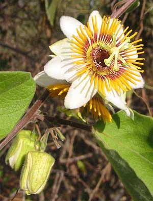 Passionflower blossom