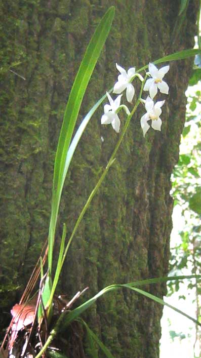 orchid with pseudobulb