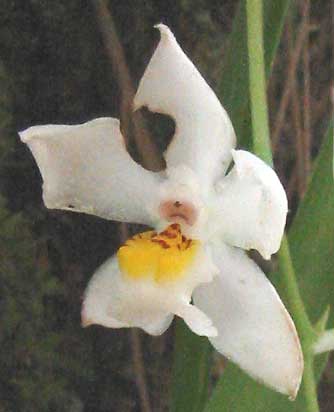 flower of unknown orchid