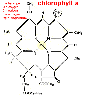 chlorophyll a molecule