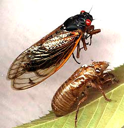Cicada with the husk of its nymphal stage