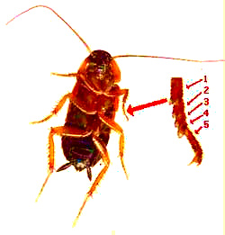 Wood Cockroach, Parcoblatta pensylvanica, showing tarsi