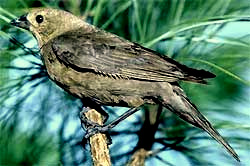 female Brown-headed Cowbird, Molothrus ater, part of a copyrighted picture by Dr. Dan Sudia