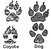 coyote and dog paw prints