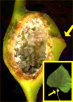 Poplar Petiole Gall Aphid, PEMPHIGUS POPULITRANSVERSUS, on cottonwood petiole