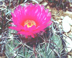 Eagle Claws, Echinocactus horizontahlonius, image curtosy of the US Fish & Wildlife Service, photographed by Gary Stolz