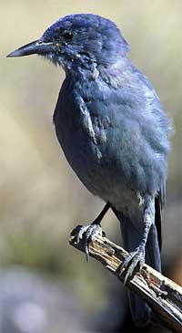 Mexican Jay, image courtesy of US Fish & Wildlife Service, image by Dave Menke