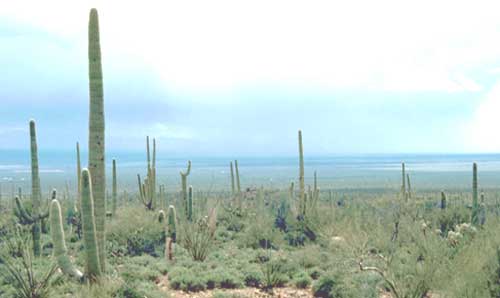 Saguaros, image courtesy of US Fish & Wildlife Service, photographer Gary Stolz