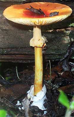 Caesar's Mushroom, Amanita caesarea