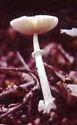 Amanita in Kentucky