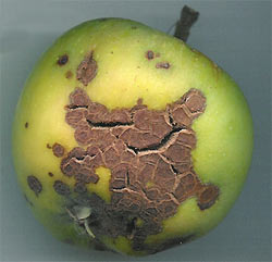 Apple Scab, caused by Venturia inaequalis