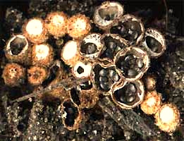 Bird's Nest fungus, Nidulariaceae