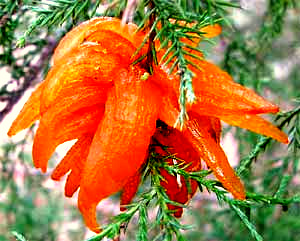 Cedar-apple Rust, Gymnosporangium juniperi-virginianae, on juniper