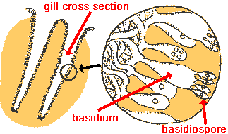 diagram showing cross section of mushroom gill, with basidiaspore and basidium