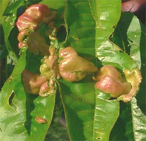 Peach Leaf Curl