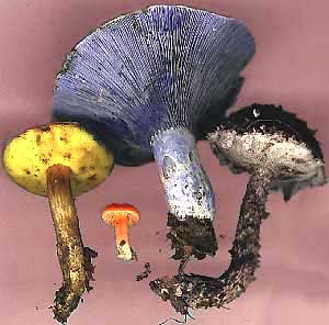 from the left, Boletus sp., unknown little orange mushroom, Lactarius indigo, Strobilomyces floccopus